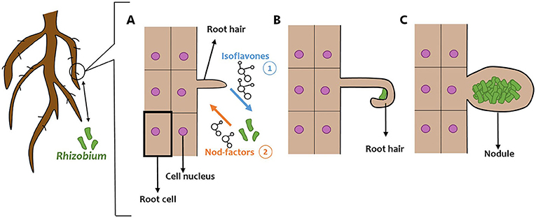 Figure 2 - The effects of plant-Rhizobium interactions on root structure.