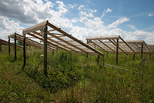 Figure 1 - In half of the experimental plots in our study, we used roofs to simulate drought.