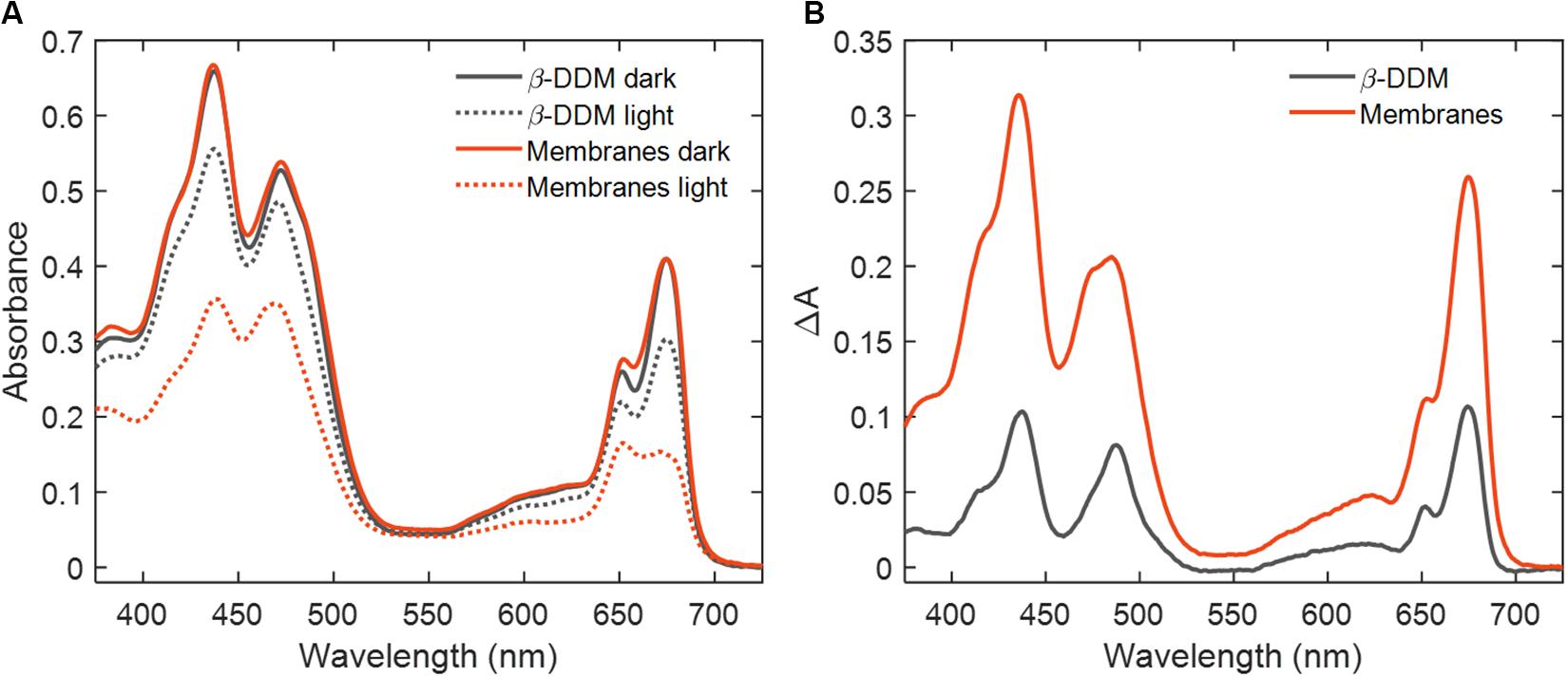 Minearbejder Gøre klart Kloster Frontiers | Photobleaching of Chlorophyll in Light-Harvesting Complex II  Increases in Lipid Environment