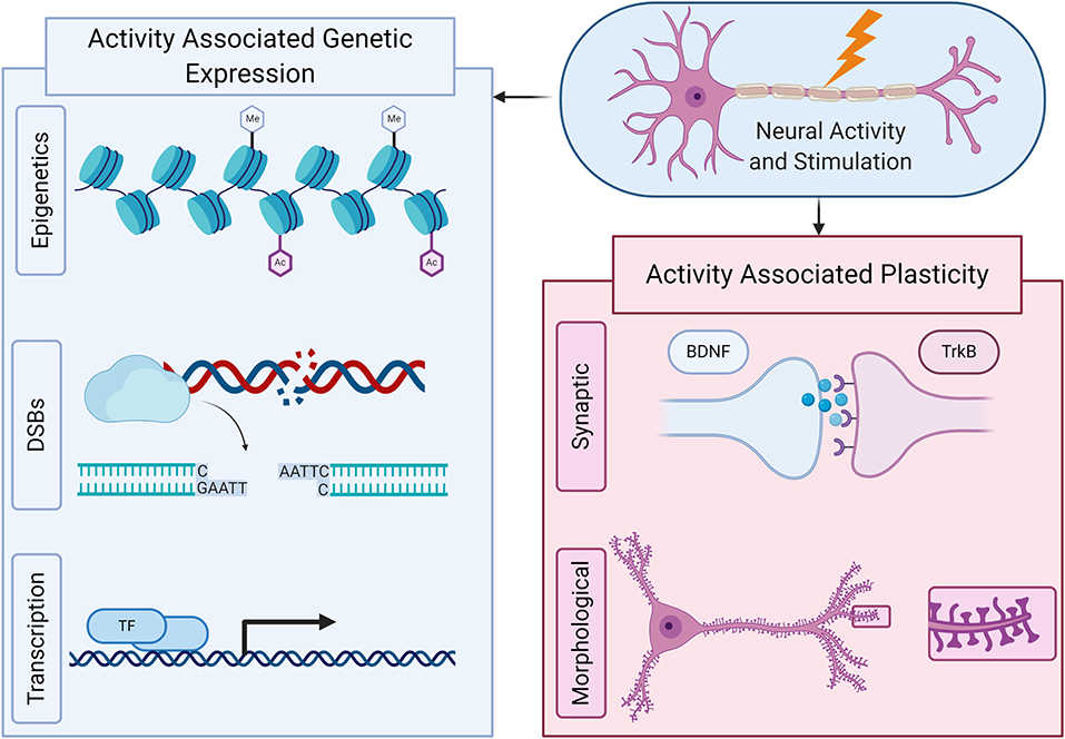 Molecular and neural adaptations to neuromuscular electrical stimulation;  Implications for ageing muscle - ScienceDirect