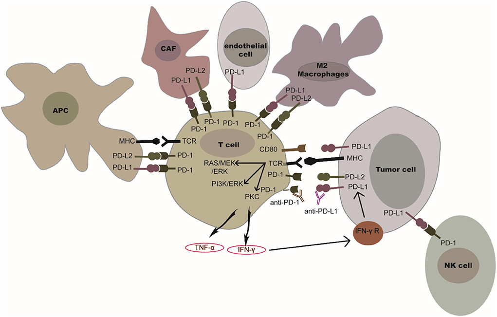 Frontiers | Clinical and Recent Applications of PD-1/PD-L1 Immunotherapy in Cancer Treatment—Current Progress, Strategy, and Future Perspective |