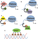 www.frontiersin.org