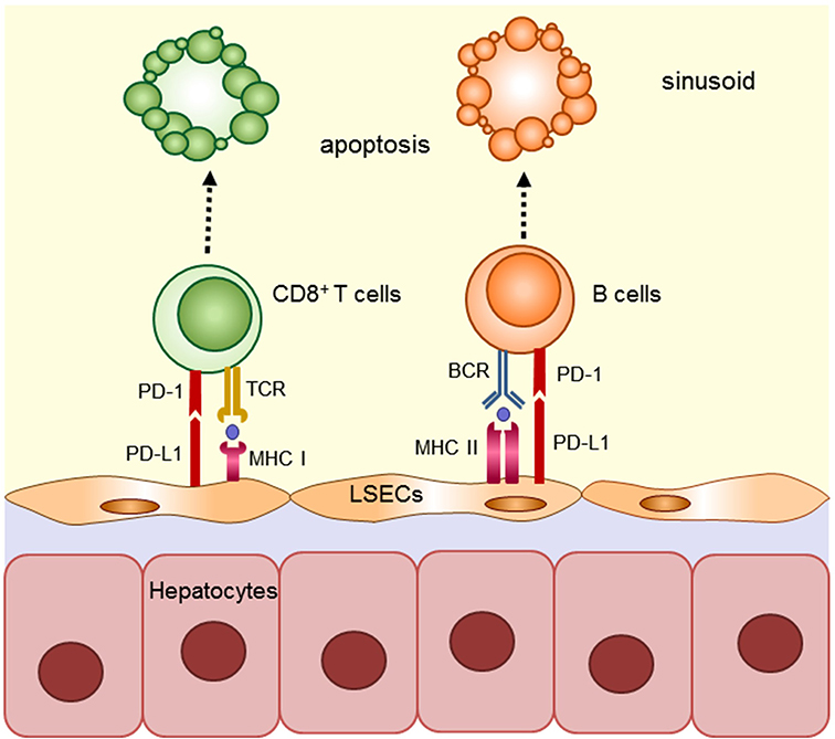 Frontiers | Strategies for Deliberate Induction of Immune