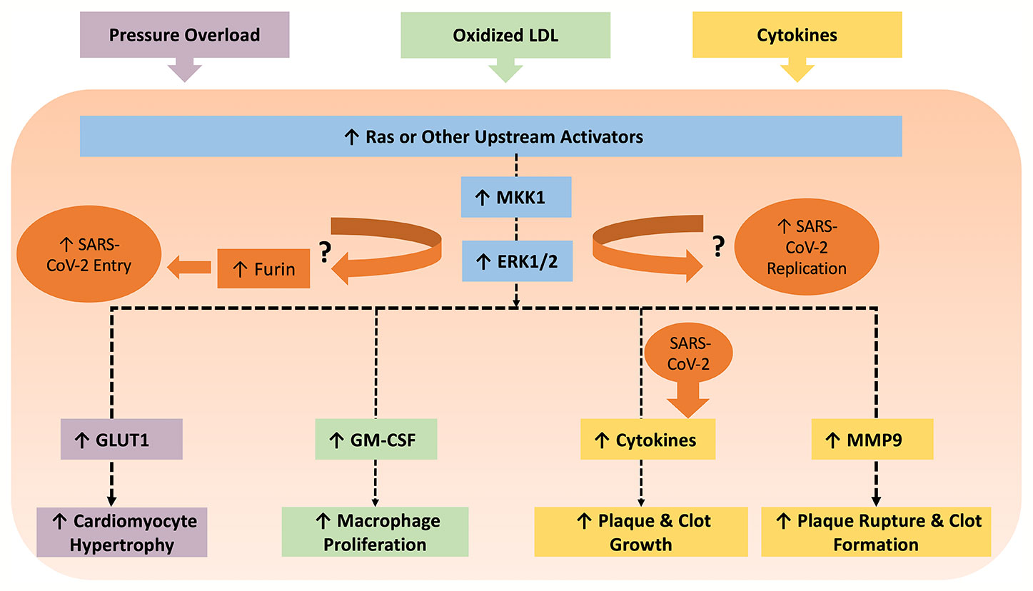 Hci ci 2. P42 MAPK Каскад. ПГУ MAPK. MAPK-киназная активация макрофагов. Intracellular signaling Pathways.