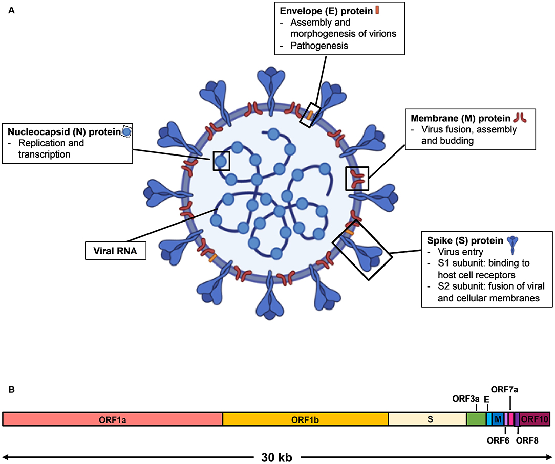 Frontiers | Serological Approaches for COVID-19: Epidemiologic Perspective  on Surveillance and Control | Immunology