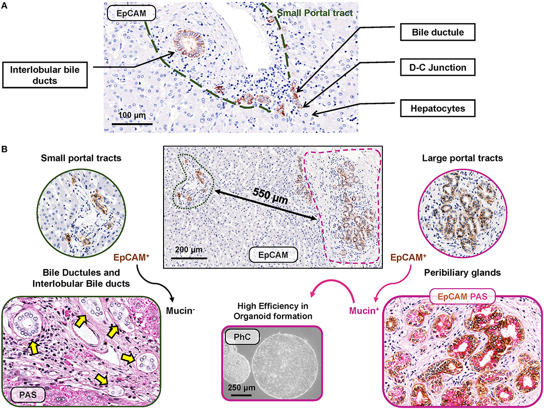 Стволовые клетки печени. Клетки Ито. Клетки Ито печени. EPCAM антитело. Liver Hystology Cells.