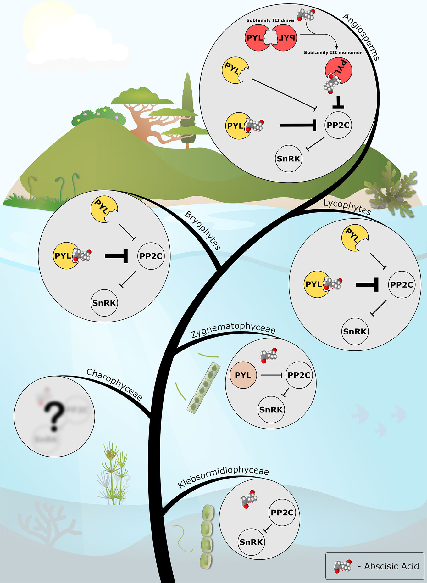 | Evolution of Abscisic Acid Signaling Module and Its Perception