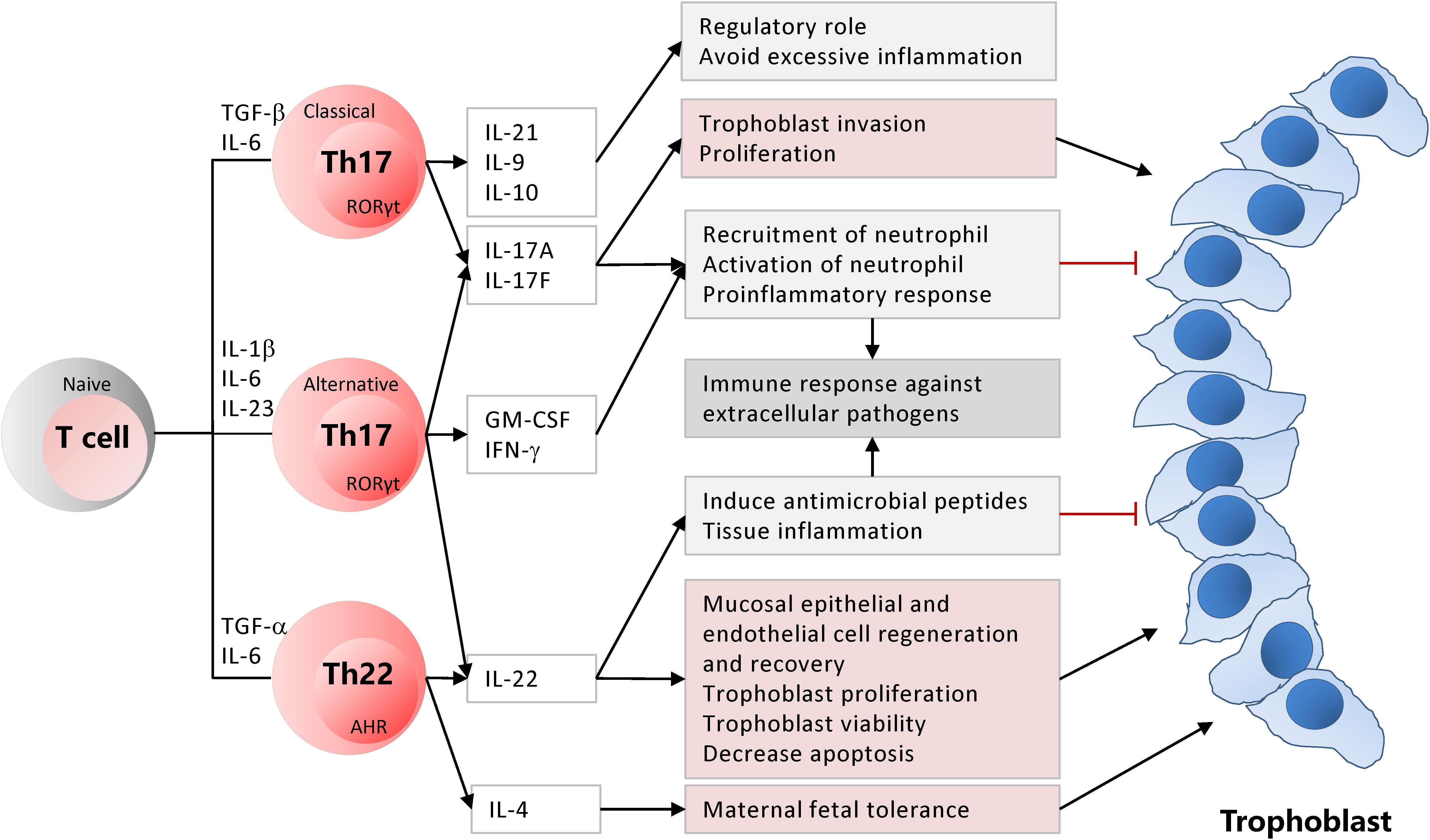 helper t cell คือ supplement