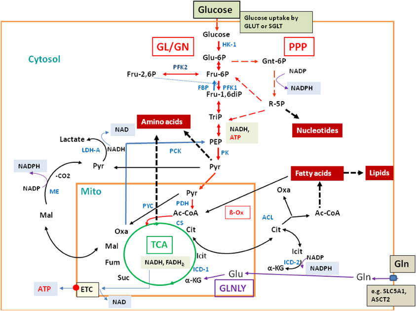 flow nitrogen chart a of cycle by Metabolic responses Frontiers infection to host flow nitrogen chart a of cycle by Metabolic responses Frontiers infection to host