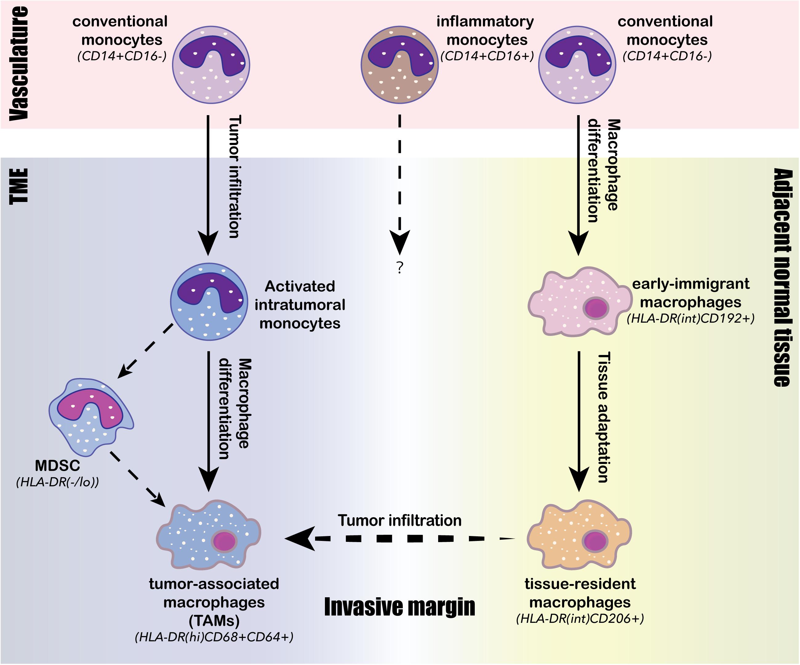 Frontiers | Applications of Single-Cell Omics to Dissect Tumor ...