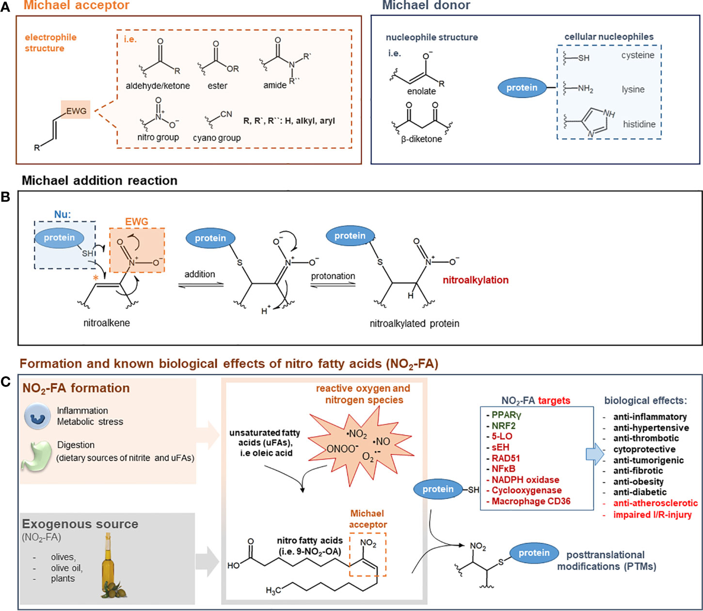Frontiers The Emerging Therapeutic Potential Of Nitro Fatty Acids And Other Michael Acceptor Containing Drugs For The Treatment Of Inflammation And Cancer Pharmacology