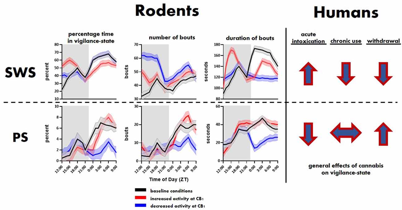 Frontiers  Cellular and Molecular Mechanisms of REM Sleep Homeostatic  Drive: A Plausible Component for Behavioral Plasticity