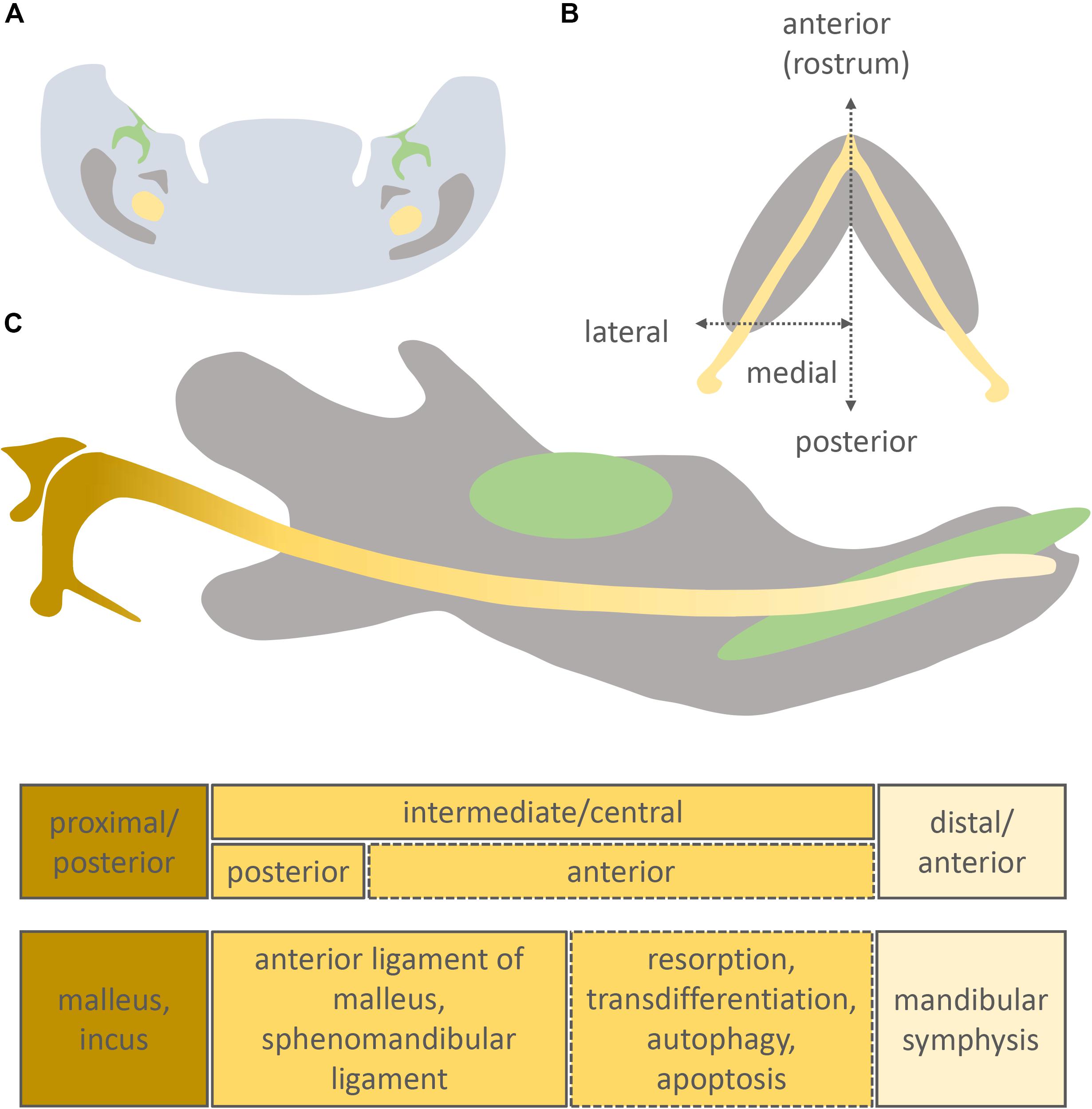 Frontiers Diverse Fate Of An Enigmatic Structure 0 Years Of Meckel S Cartilage Cell And Developmental Biology