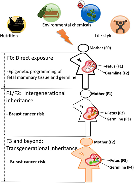 Frontiers  Diet and Transgenerational Epigenetic Inheritance of Breast  Cancer: The Role of the Paternal Germline