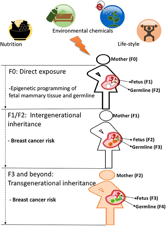 epigenetics and intergenerational trauma