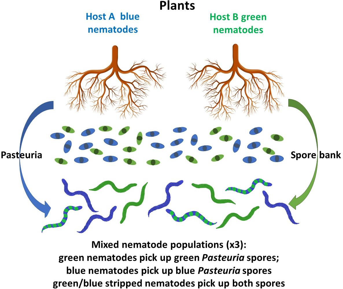 Frontiers Plant RootExudates Recruit Hyperparasitic