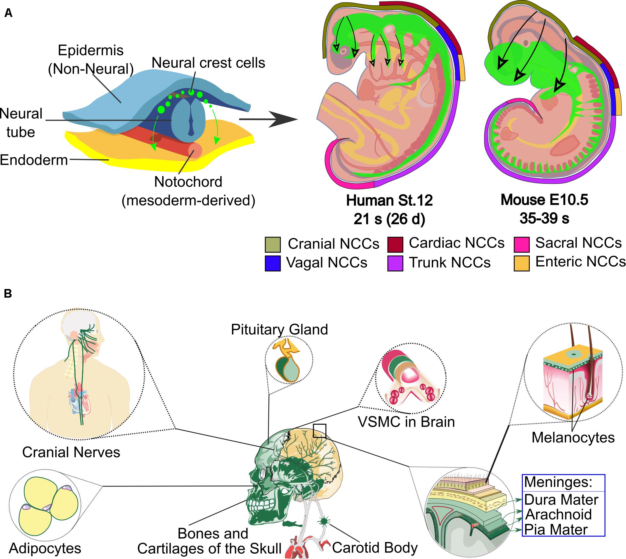 Frontiers  Pax3/7 regulates neural tube closure and patterning in