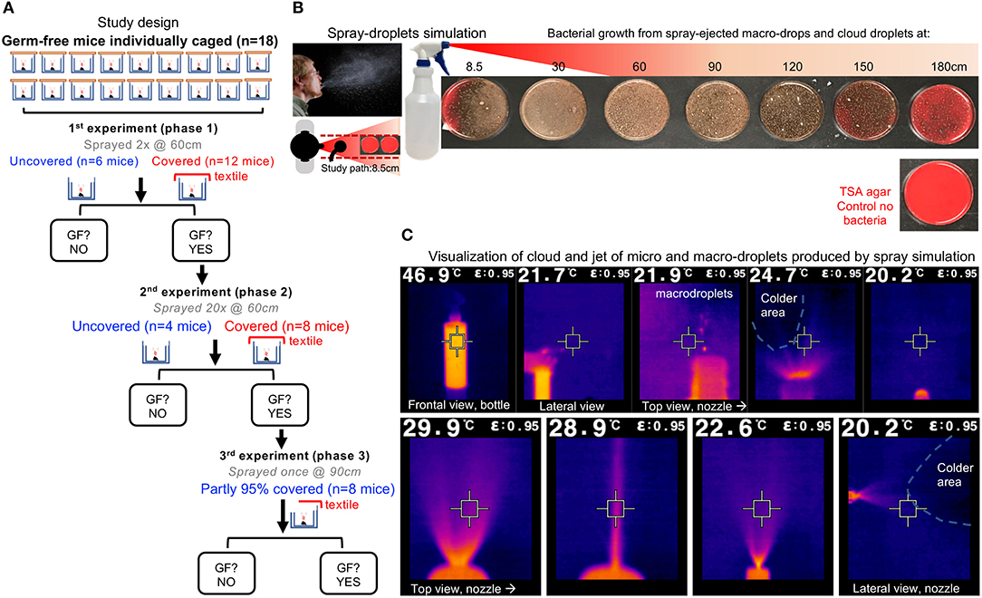 Frontiers Germ Free Mice Under Two Layer Textiles Are Fully Protected From Bacteria In Sprayed Microdroplets A Functional In Vivo Test Method Of Facemask Filtration Materials Medicine