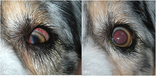 What Causes Masticatory Muscle Myositis In Dogs