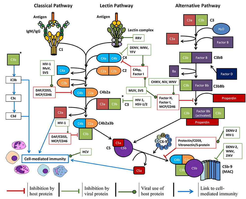 Комплемент иммунитет. Система комплемента с9. Схема комплемента иммунология. С1 белок системы комплемента. Механизмы активации системы комплемента.