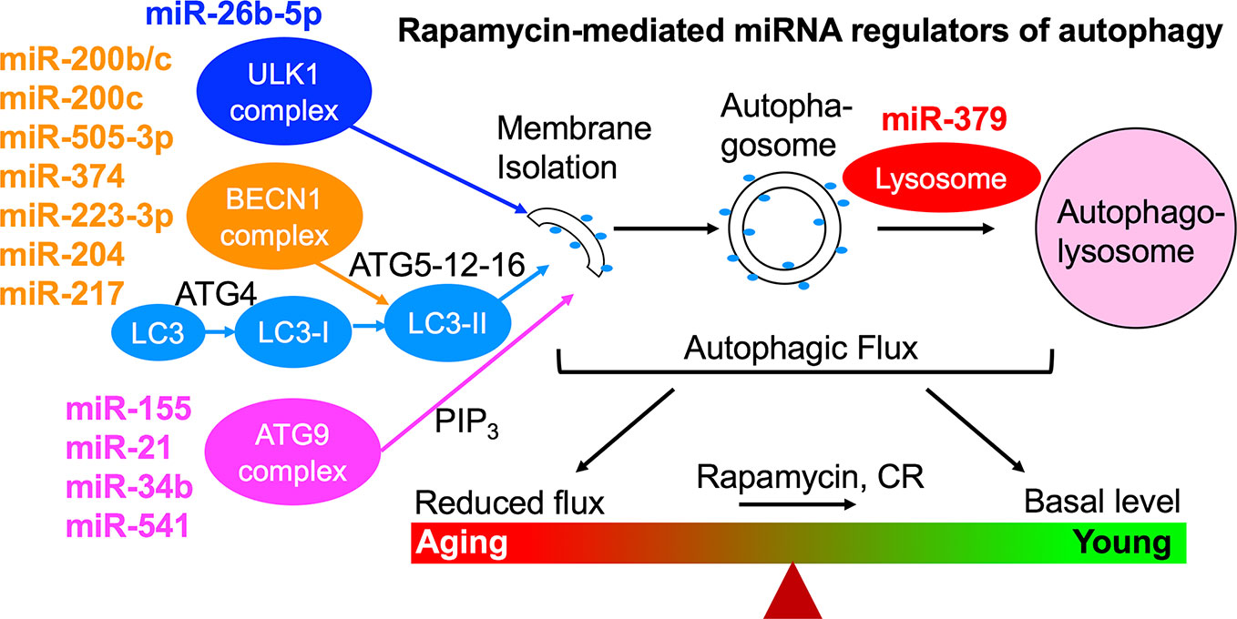 Frontiers | Pro-Senescence and Anti-Senescence Mechanisms of