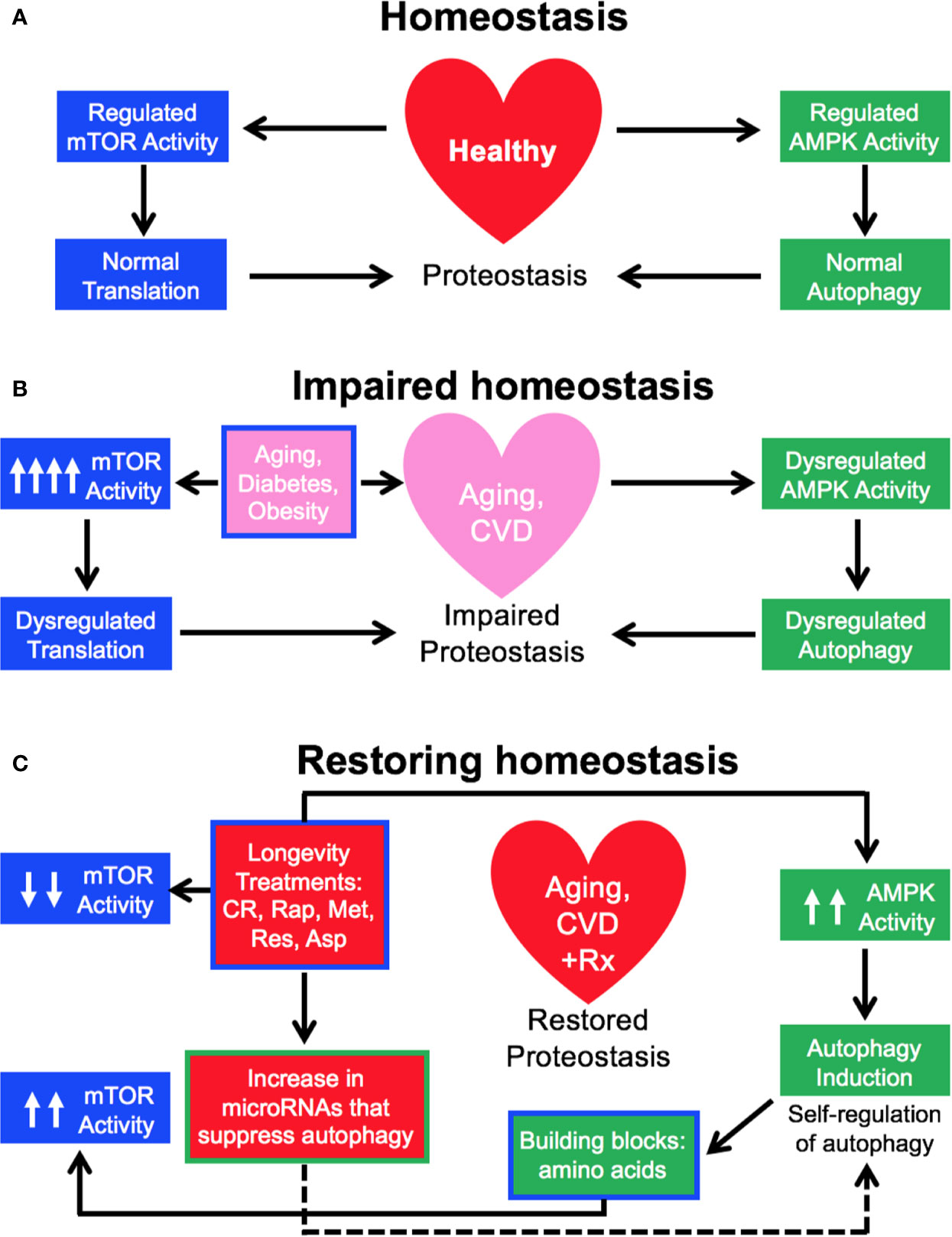 Frontiers | Pro-Senescence and Anti-Senescence Mechanisms of 