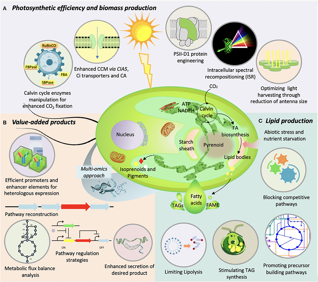 Frontiers Bioengineering of Microalgae Recent Advances, Perspectives