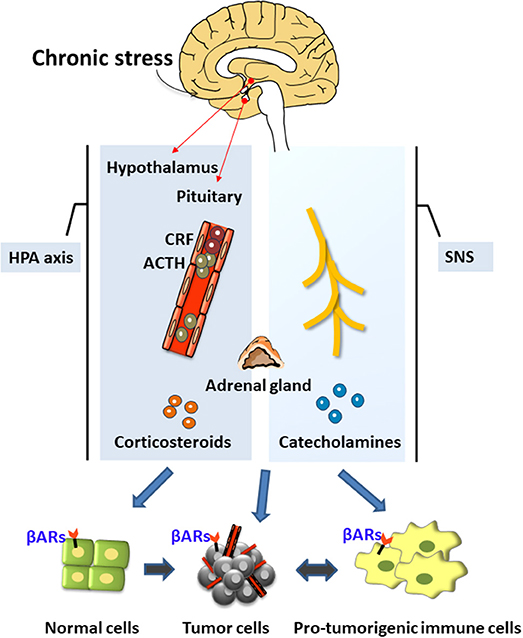 Frontiers | Chronic Stress Promotes Cancer Development