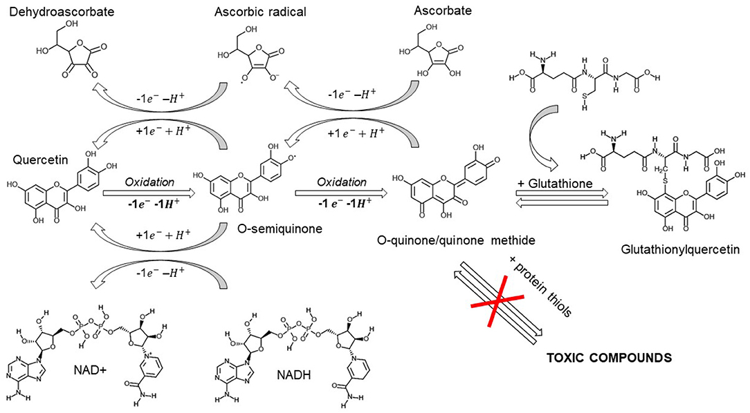 Frontiers Quercetin And Vitamin C An Experimental Synergistic Therapy For The Prevention And Treatment Of Sars Cov 2 Related Disease Covid 19 Immunology