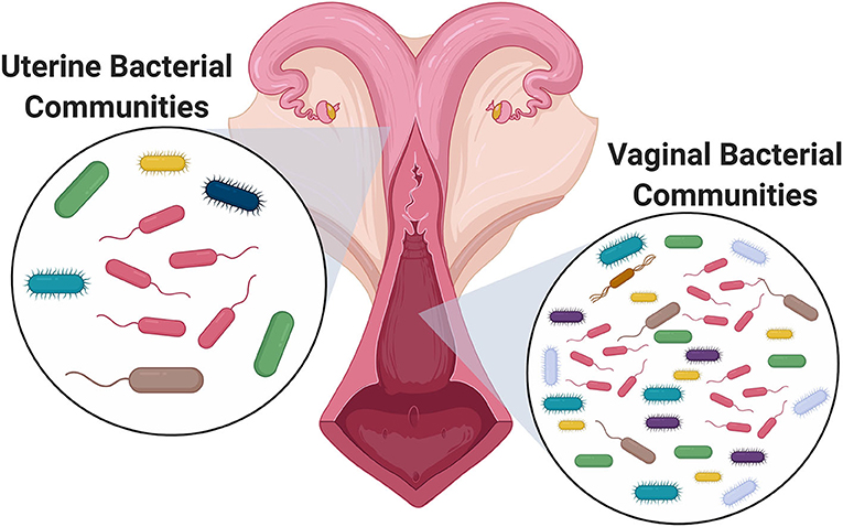 Figure 1 - The cow vagina has a greater number of bacteria, and a greater bacterial diversity, than the uterus.