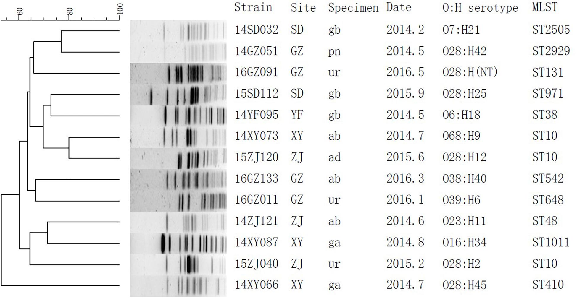 Frontiers Antimicrobial Susceptibility And Virulence Of Mcr 1 Positive Enterobacteriaceae In China A Multicenter Longitudinal Epidemiological Study Microbiology