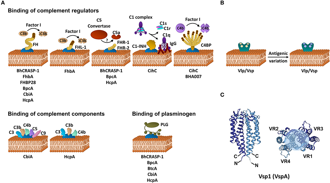 The role played by alternative splicing in antigenic variability in