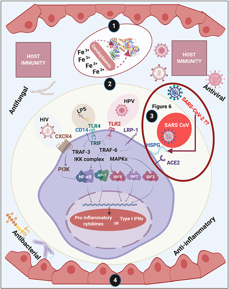 Frontiers The Biology Of Lactoferrin An Iron Binding Protein That Can Help Defend Against Viruses And Bacteria Immunology