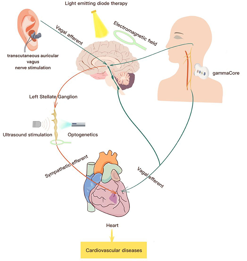 Frontiers Non Invasive Autonomic Neuromodulation Is Opening New