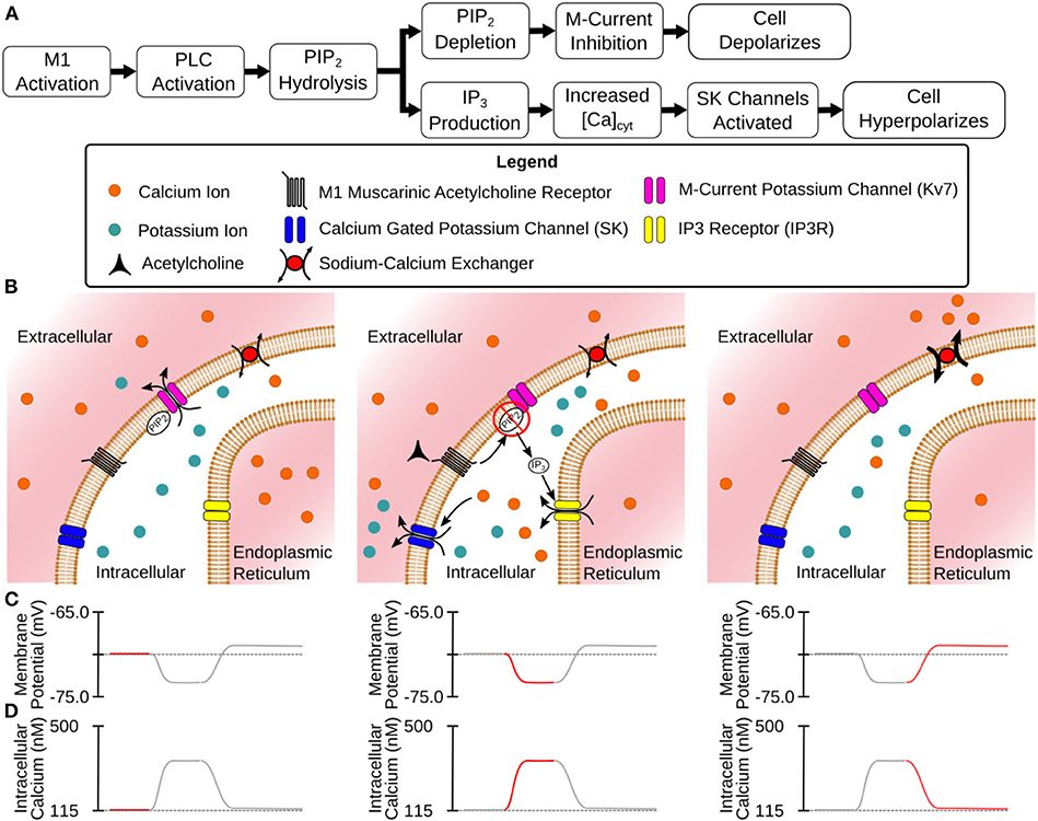 Personalized genetics of the cholinergic blockade of neuroinflammation -  Simchovitz - 2017 - Journal of Neurochemistry - Wiley Online Library