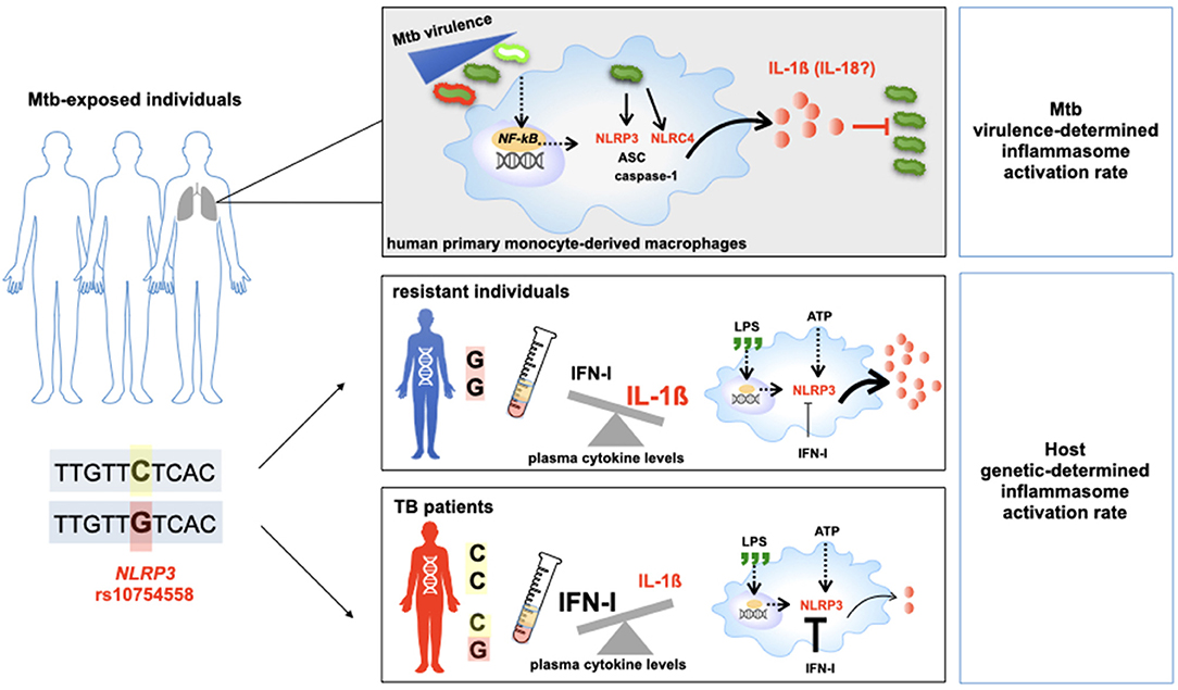 Frontiers | Combining Host Genetics and Functional Analysis to Depict ...