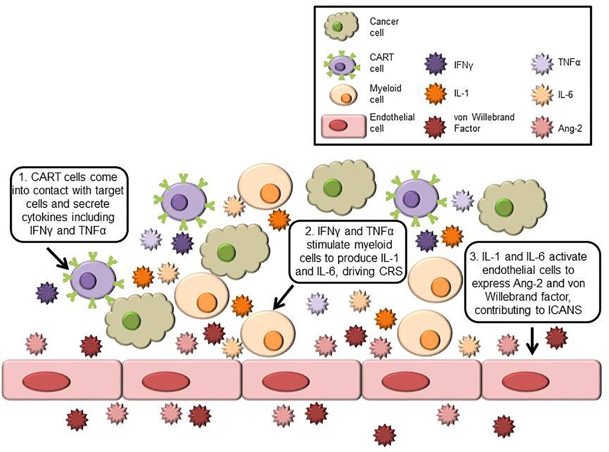 can testicular cancer cause digestive problems