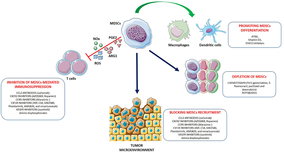 Frontiers | The New Era of Cancer Immunotherapy: Targeting Myeloid 