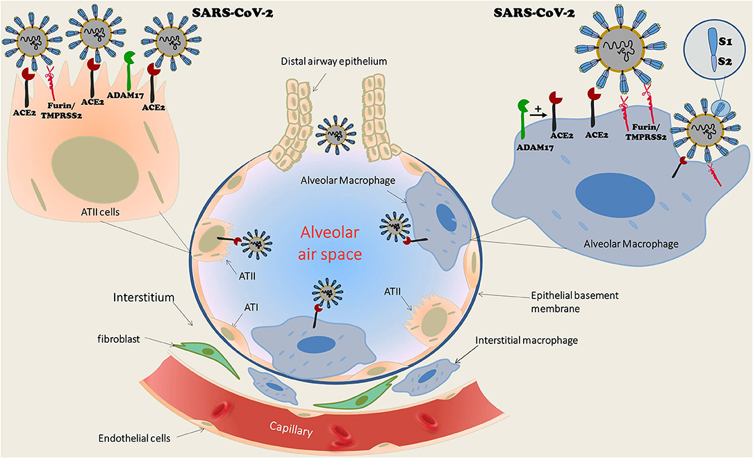 Frontiers The Lung Macrophage In Sars Cov 2 Infection A Friend Or A Foe Immunology