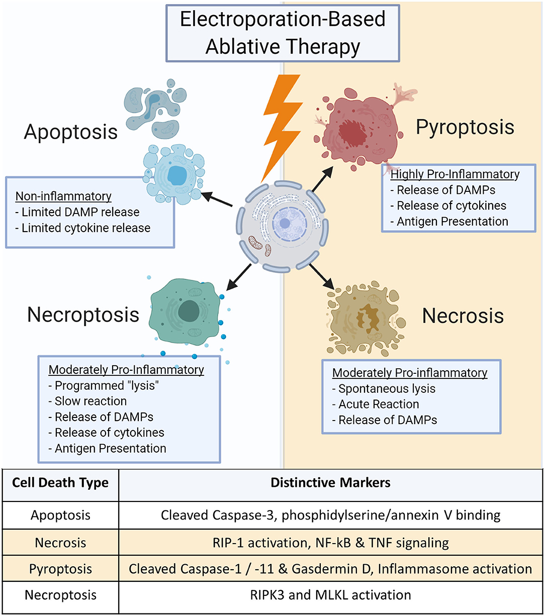 Electroporation Of Cells A The Mechanism Of Electropo - vrogue.co