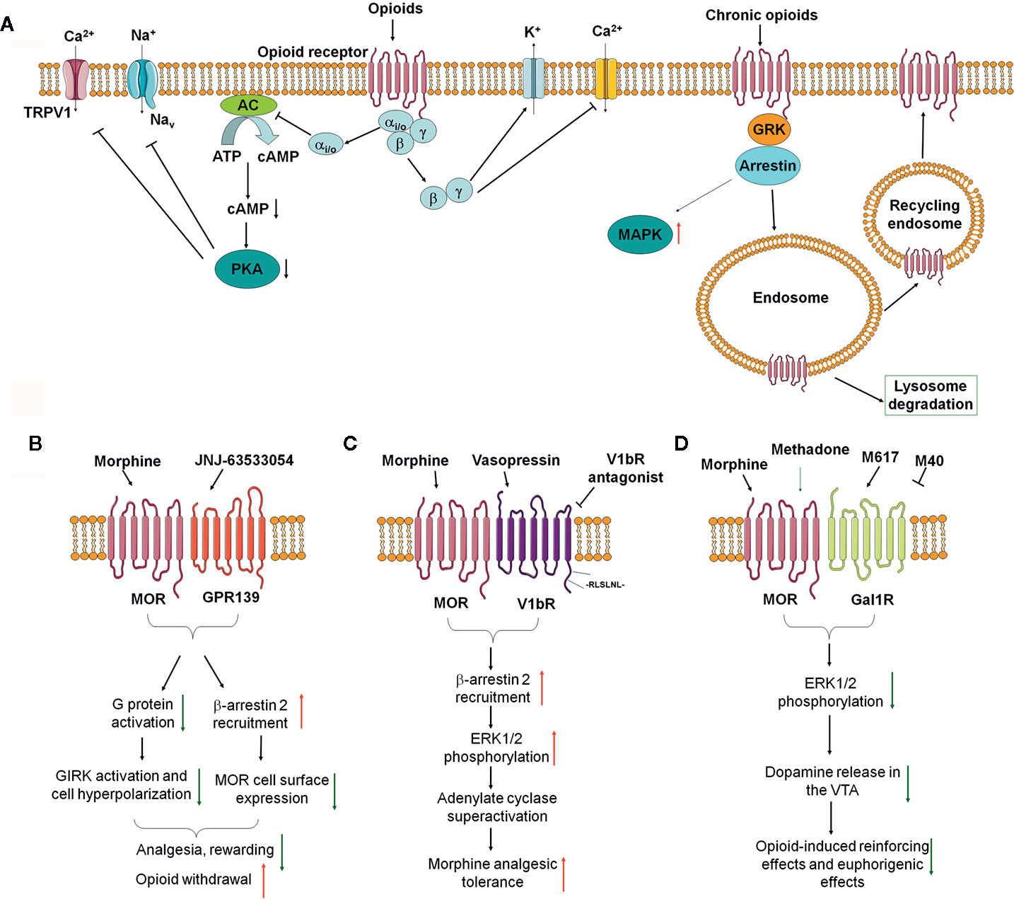 Frontiers Mu Opioid Receptor Heterodimers Emerge As Novel Therapeutic Targets Recent Progress And Future Perspective Pharmacology