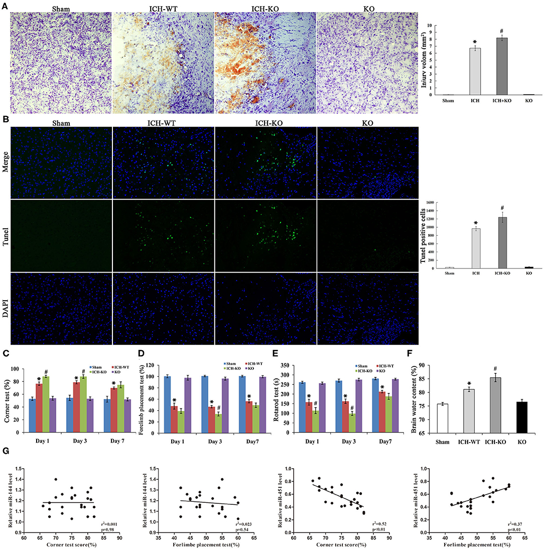 Frontiers  Deletion of MicroRNA-144/451 Cluster Aggravated Brain Injury in  Intracerebral Hemorrhage Mice by Targeting 14-3-3ζ