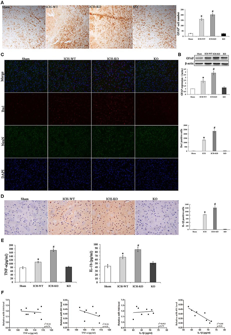 Frontiers Deletion Of Microrna 144 451 Cluster Aggravated Brain