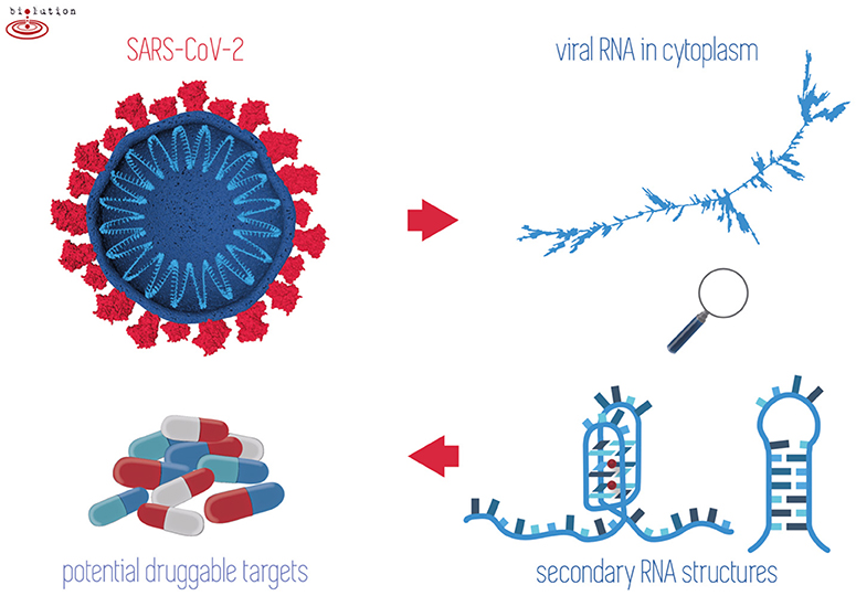 Frontiers  A Bioinformatics Approach to Investigate Structural and  Non-Structural Proteins in Human Coronaviruses