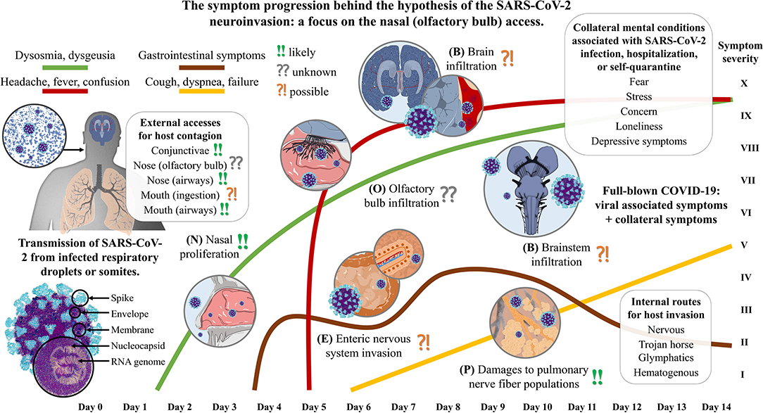 Olfactory dysfunction in COVID-19: pathology and long-term