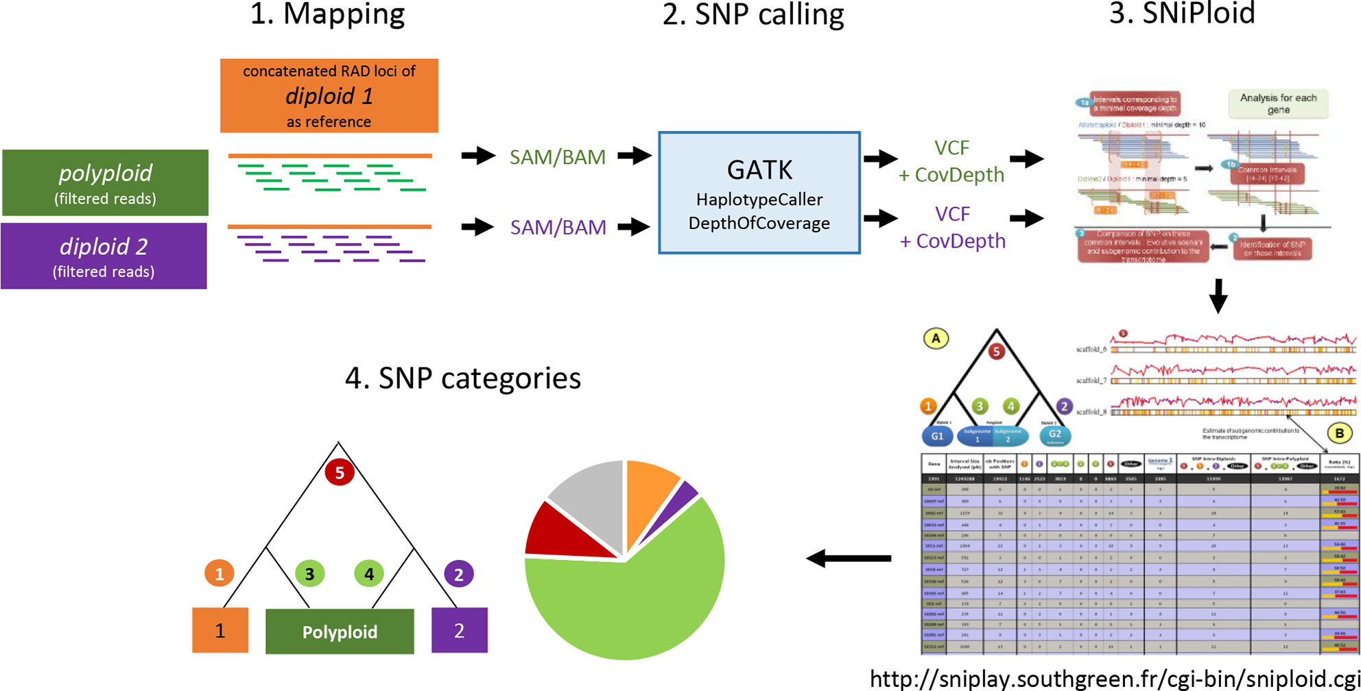 Frontiers | Phylogenomic Relationships and Evolution of Polyploid Salix