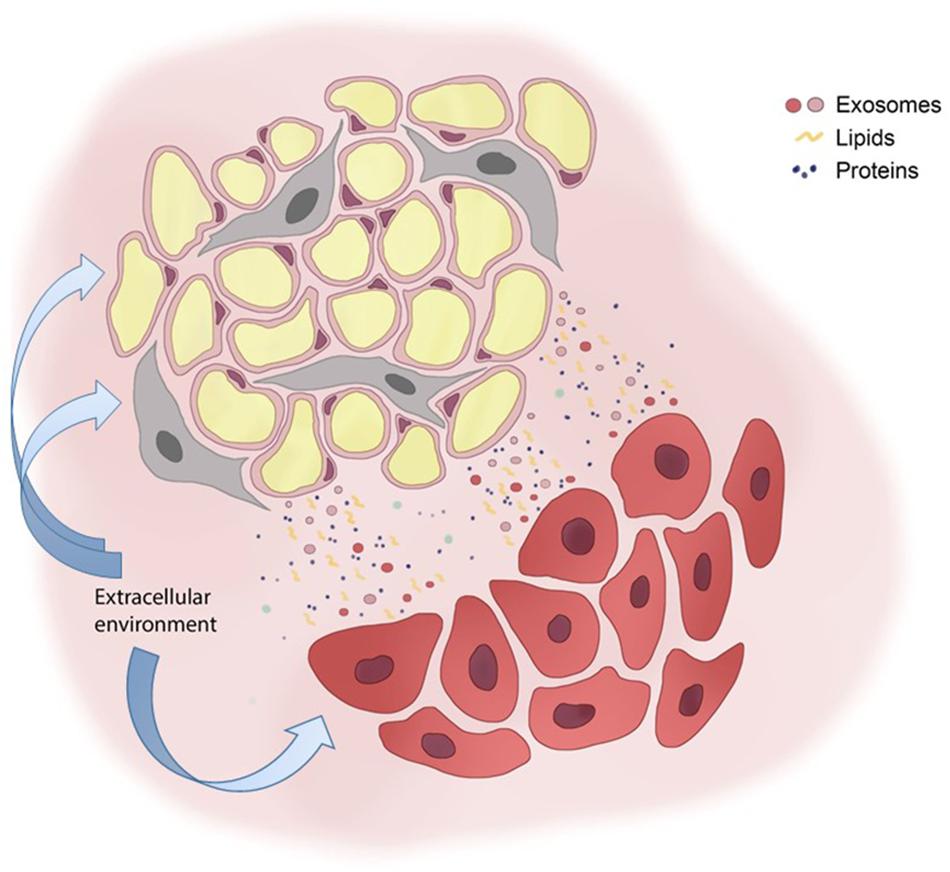 Frontiers  Mammary Adipose Tissue Control of Breast Cancer Progression:  Impact of Obesity and Diabetes