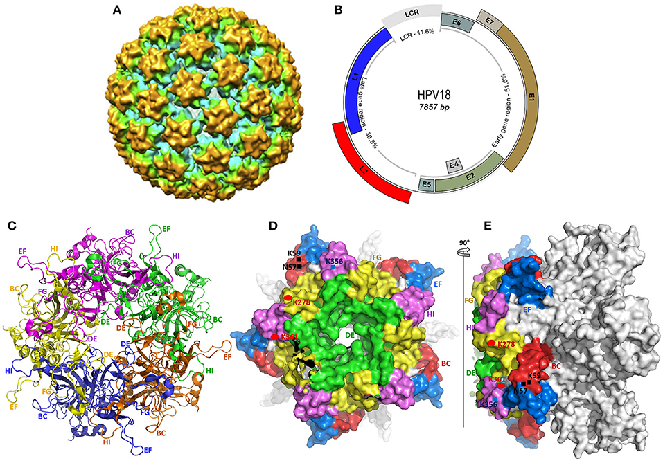 Frontiers Epidemiology And Burden Of Human Papillomavirus And Related Diseases Molecular Pathogenesis And Vaccine Evaluation Public Health