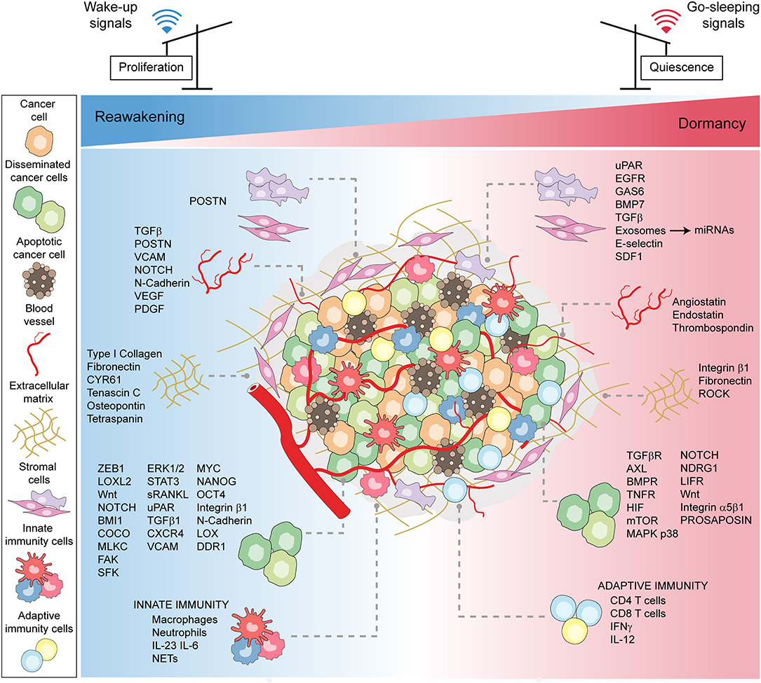 Frontiers | Tuning Cancer Fate: Tumor Microenvironment's Role in Cancer ...