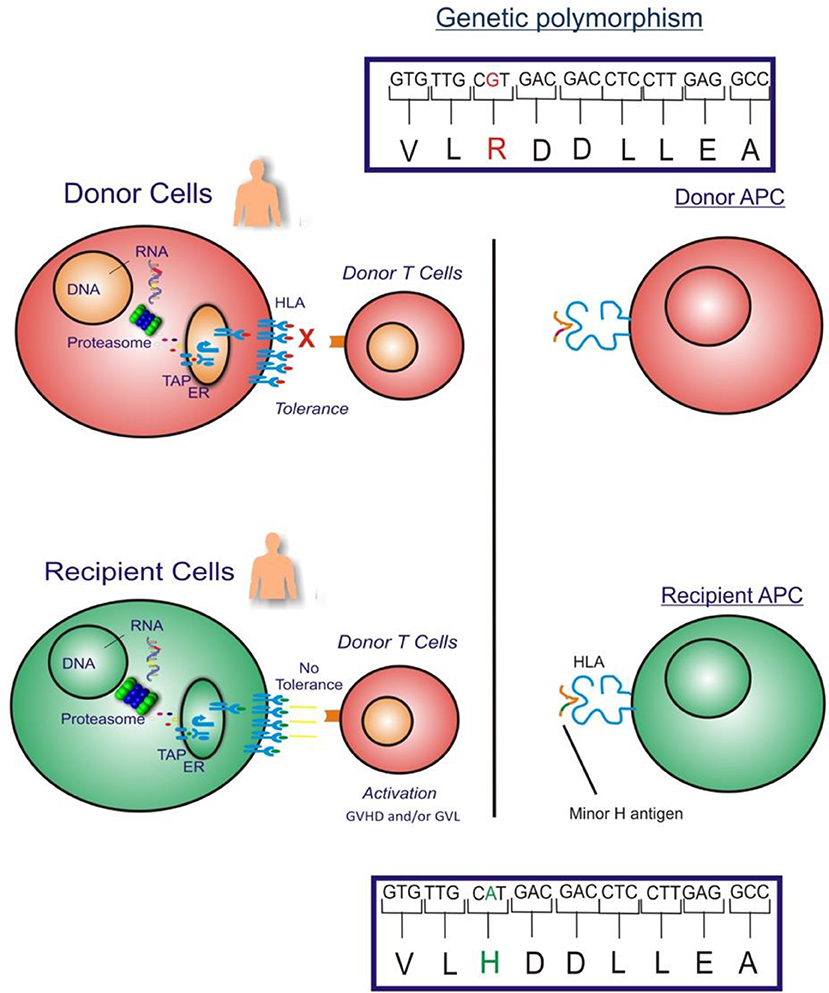 Frontiers Minor Histocompatibility Antigen Specific T Cells Pediatrics